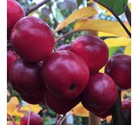 Plant Theory Malus x Atrosanguinea Gorgeous Crab Apple Outdoor Fruit Tree Bare Root 1.2M in Green Plant Theory Green