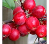 Plant Theory Malus X Robusta Red Sentinel Crab Apple Outdoor Fruit Tree 12L Pot 1.5M - 1.8M