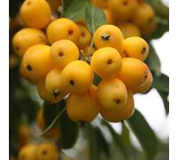Plant Theory Malus x Zumi Golden Hornet Crab Apple Outdoor Fruit Tree 12L Pot 1.5m - 1.8m in Green Plant Theory Green
