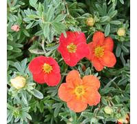 Plant Theory Marian Red Robin Shrubby Cinquefoil Shrub Plant Potentilla Fruticosa 2L Pot