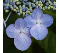 Plant Theory Mariesii Perfecta Outdoor Shrub Plant Hydrangea Macrophylla 2L Pot