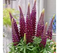 Plant Theory Masterpiece Lupin Perennials Flowering Plants Lupinus 2L Pot