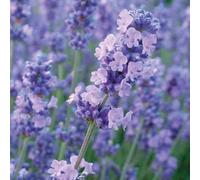 Plant Theory Melissa Lilac Lavender Shrub Plant Lavandula Angustifolia 2L Pot in Green Plant Theory Green