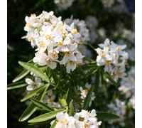 Plant Theory Mexican Orange Blossom Shrub Plant Choisya X Dewitteana 2L Pot