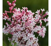 Plant Theory Microphylla Superba Lilac Shrub Plant Syringa Pubescens 12L Pot 1M - 1.25M