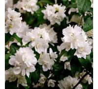 Plant Theory Minnesota Snowflake Mock Orange Shrub Plant Philadelphus 7.5L Pot