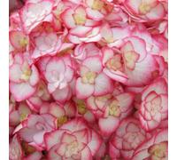 Plant Theory Miss Saori Garland Hydrangea Outdoor Shrub Plant Hydrangea 2L Pot