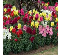 Plant Theory Mixed Snapdragon Plants Antirrhinum Sonnet Flowers 60 Seedlings Plant Theory Multicolor