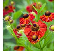 Plant Theory Moerheim Beauty Sneezeweed Perennials Flowering Plants Helenium 2L Pot