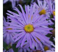 Plant Theory Monch Michaelmas Daisy Perennials Flowering Plants Aster × Frikartii 2L Pot in Green Plant Theory Green