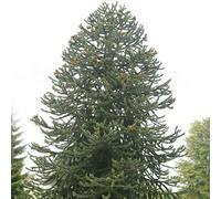 Plant Theory Monkey Puzzle Conifer Tree Araucaria Araucana Evergreen Plant 3L 20Cm - 30Cm