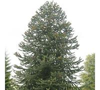 Plant Theory Monkey Puzzle Conifer Tree Araucaria Araucana Evergreen Plant 3L 20cm - 30cm in Green Plant Theory Green