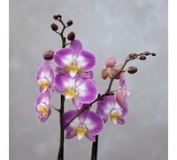 Plant Theory Moth Orchid Pink White Split Phalaenopsis Flowering Plant 12Cm Pot 60Cm Tall
