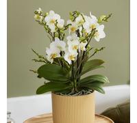 Plant Theory Moth Orchid White Bellissimo Bella Phalaenopsis Indoor Plant 15Cm Pot 50Cm Tall