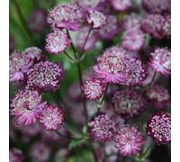 Plant Theory Moulin Rouge Masterwort Perennials Flowering Plants Astrantia 2L Pot