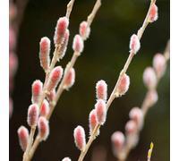 Plant Theory Mount Aso Japanese Pink Willow Shrub Plant Salix Gracilistyla 2L Pot