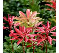 Plant Theory Mountain Fire Lily Of The Valley Shrub Plant Pieris Japonica 2L Pot in Green Plant Theory Green