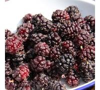 Plant Theory Mulberry Chelsea King James Fruit Tree 12L Pot Half Standard 1.3m in Dark Red Plant Theory Dark Red