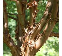 Plant Theory Multi Stemmed Paperbark Maple Shrub Plant Acer Griseum 12L Pot 80Cm - 100Cm