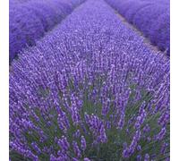 Plant Theory Munstead Lavender Outdoor Shrub Plant Lavandula Angustifolia 5L Pot