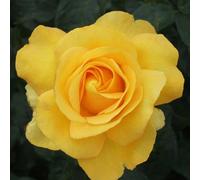 Plant Theory My Lovely Mum Rose Bush Yellow Flowering Roses Hybrid Tea Rose 4L Pot Plant Theory Yellow