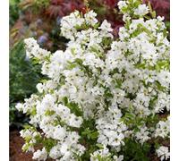 Plant Theory Niagara Pearl Bush Shrub Plant Exochorda X Macrantha 12L Pot 80Cm - 100Cm