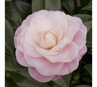Plant Theory Nuccio'S Cameo Outdoor Shrub Plant Camellia Japonica Garden Plants 2L Pot in Green Plant Theory Green