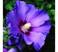 Plant Theory Oiseau Bleu Tree Hollyhock Shrub Plant Hibiscus Syriacus 2L Pot