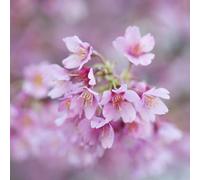 Plant Theory OkamE Ornamental Cherry Blossom Tree Outdoor Prunus x Incam 9L Pot 2m - 2.5m in Green Plant Theory Green