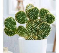 Plant Theory Opuntia Microdasys Bunny Ears Cactus Indoor 40Cm Plant 17Cm Pot
