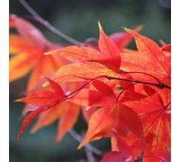 Plant Theory Osakazuki Japanese Maple Shrub Plant Acer Palmatum 3L Pot 40cm Grafted in Green Plant Theory Green