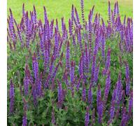 Plant Theory Ostfriesland Balkan Clary Meadow Sage Perennials Flowering Plants Salvia 2L Pot