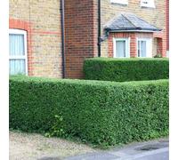 Plant Theory Oval Leaf Privet Hedging Plant Ligustrum 25 x Bare Root Plants 60cm - 80cm in Green Plant Theory Green