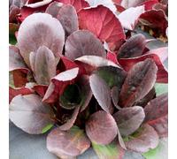 Plant Theory Overture Elephant's Ears Perennials Flowering Plants Bergenia 2L Pot