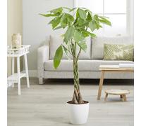 Plant Theory Pachira Aquatica Money Tree Indoor Live 150Cm Plant Indirect Light 27Cm Pot