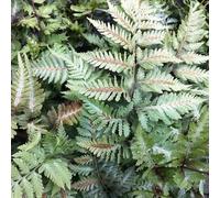 Plant Theory Painted Fern Metallicum Athyrium Niponicum Hardy Outdoor Ferns Plant 2L Pot in Green Plant Theory Green
