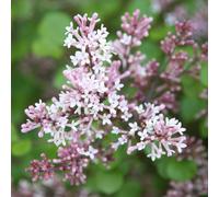 Plant Theory Palibin Korean Lilac Shrub Plant Syringa Meyeri 12L Pot 50cm - 60cm Grafted in Green Plant Theory Green