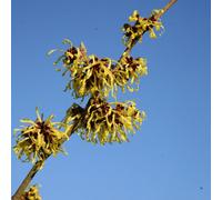Plant Theory Pallida Witch Hazel Shrub Plant Hamamelis X Intermedia 10L Pot 60Cm - 100Cm
