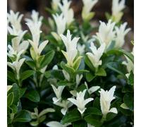 Plant Theory Paloma Blanca White Candle Euonymus Japonicus Hedging Plant 9Cm Pot