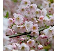 Plant Theory Pandora Flowering Cherry Blossom Tree Outdoor Ornamental Prunus Bare Root 1.2M