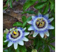 Plant Theory Passiflora Caerulea Passion Flower Blue Flowering Vine Plant 60Cm Cane 3L Pot