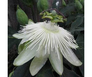 Plant Theory Passiflora Passion Flower Snow Queen White Vine Climbing Plant 60Cm Cane 3L Pot