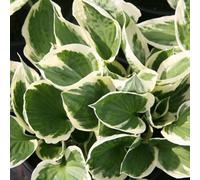Plant Theory Patriot Plantain Lily Perennials Flowering Plants Hosta 2L Pot