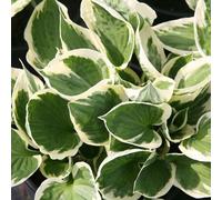 Plant Theory Patriot Plantain Lily Perennials Flowering Plants Hosta 2L Pot in Green Plant Theory Green