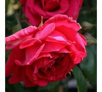Plant Theory Paul's Scarlet Climber Rambling Rose Scarlet Rambler Flowers 4L Pot in Red Plant Theory Red