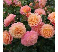 Plant Theory Peach Melba Rose Bush Orange Flowering Roses Climbing Rose 4L Pot
