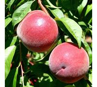 Plant Theory Peach Redhaven Outdoor Fruit Tree Bare Root Mont Clare Rootstock 1m in Green Plant Theory Green