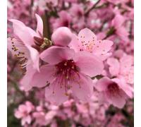 Plant Theory Peach Saturne Flat Peach Outdoor Fruit Tree Bare Root Sja Rootstock 1.2M