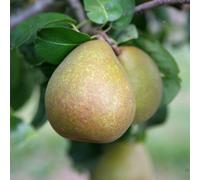 Plant Theory Pear BeurrE Hardy Fruiting Outdoor Fruit Tree 9L Pot QA Rootstock 1.2m in Green Plant Theory Green