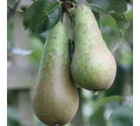 Plant Theory Pear Conference Fruiting Outdoor Fruit Tree 2L Pot Qa Rootstock 1.5M